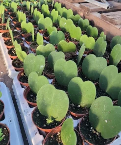Hoya Kerrii Hearts Live Plant – 2 inch Pot – Sweetheart Hoya Succulent - Image 3