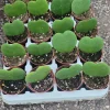 Hoya Kerrii Hearts Live Plant – 2 inch Pot – Sweetheart Hoya Succulent - Image 1