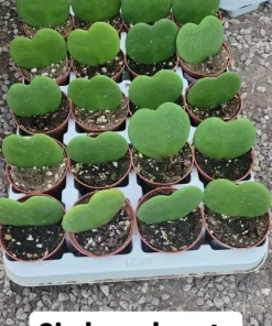 Hoya Kerrii Hearts Live Plant – 2 inch Pot – Sweetheart Hoya Succulent - Image 1