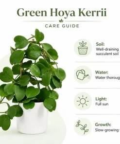 Hoya Kerrii Live Plant 4-6 Inch Tall – Heart Leaf Houseplant – Easy Care Indoor - Image 3