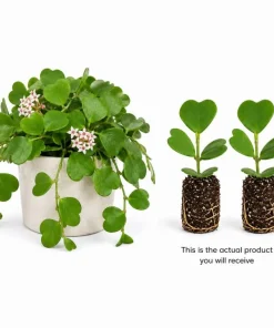 Hoya Kerrii Live Plant 4-6 Inch Tall – Heart Leaf Houseplant – Easy Care Indoor - Image 4