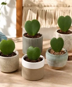 Hoya Kerrii Live Plant 4-6 Inch Tall – Heart Leaf Houseplant – Easy Care Indoor - Image 6