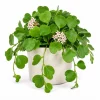 Hoya Kerrii Live Plant 4-6 Inch Tall – Heart Leaf Houseplant – Easy Care Indoor - Image 1