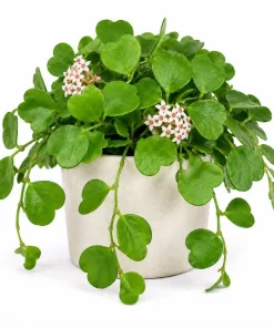 Hoya Kerrii Live Plant 4-6 Inch Tall – Heart Leaf Houseplant – Easy Care Indoor - Image 1