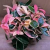 Hoya Krimson Queen Live Plant - Variegated Wax Plant Houseplant - Image 1