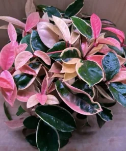 Hoya Krimson Queen Live Plant - Variegated Wax Plant Houseplant - Image 1