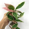 Hoya Krimson Queen Tricolor Live Plant - Variegated Wax Plant Houseplant - Image 1