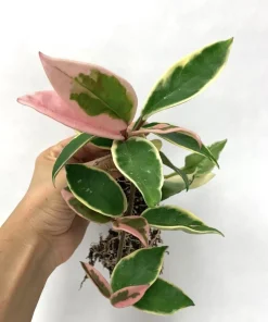 Hoya Krimson Queen Tricolor Live Plant - Variegated Wax Plant Houseplant - Image 1