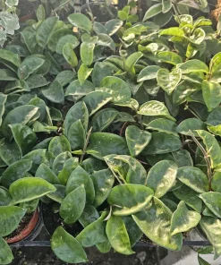 Hoya Krinkle Live Plant – Ripple Hoya Carnosa – Multiple Sizes 2in 4in Pot – Indoor Houseplant - Image 2