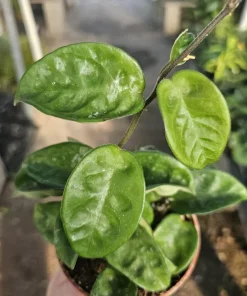 Hoya Krinkle Live Plant – Ripple Hoya Carnosa – Multiple Sizes 2in 4in Pot – Indoor Houseplant - Image 3