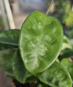 Hoya Krinkle Live Plant – Ripple Hoya Carnosa – Multiple Sizes 2in 4in Pot – Indoor Houseplant - Image 4