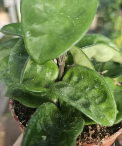Hoya Krinkle Live Plant – Ripple Hoya Carnosa – Multiple Sizes 2in 4in Pot – Indoor Houseplant - Image 5