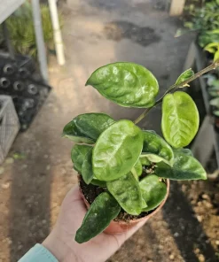 Hoya Krinkle Live Plant – Ripple Hoya Carnosa – Multiple Sizes 2in 4in Pot – Indoor Houseplant - Image 6
