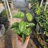 Hoya Krinkle Live Plant – Ripple Hoya Carnosa – Multiple Sizes 2in 4in Pot – Indoor Houseplant - Image 1