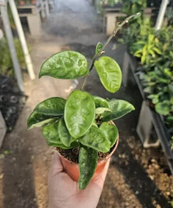 Hoya Krinkle Live Plant – Ripple Hoya Carnosa – Multiple Sizes 2in 4in Pot – Indoor Houseplant - Image 1