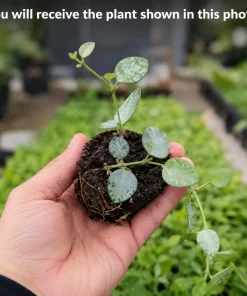 Hoya Krohniana Live Plant - Succulent for Indoor Outdoor Home Garden, 4-8 Inch Tall - Image 2
