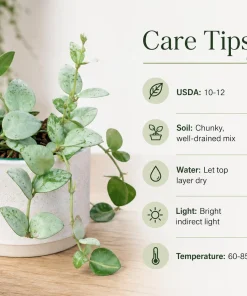 Hoya Krohniana Live Plant - Succulent for Indoor Outdoor Home Garden, 4-8 Inch Tall - Image 5