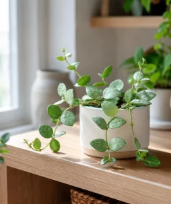 Hoya Krohniana Live Plant - Succulent for Indoor Outdoor Home Garden, 4-8 Inch Tall - Image 6