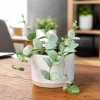 Hoya Krohniana Live Plant - Succulent for Indoor Outdoor Home Garden, 4-8 Inch Tall - Image 1