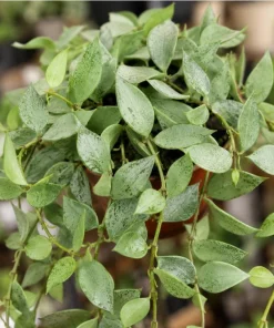 Hoya Lacunosa Mint Live Plant – 4-6 Inch Tall Mint Green Wax Plant for Indoors - Image 2