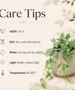 Hoya Lacunosa Mint Live Plant – 4-6 Inch Tall Mint Green Wax Plant for Indoors - Image 3