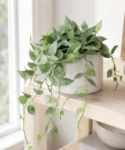 Hoya Lacunosa Mint Live Plant – 4-6 Inch Tall Mint Green Wax Plant for Indoors - Image 4