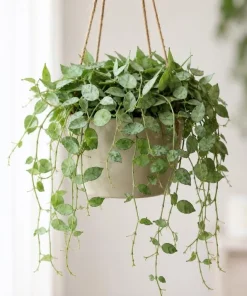 Hoya Lacunosa Mint Live Plant – 4-6 Inch Tall Mint Green Wax Plant for Indoors - Image 5