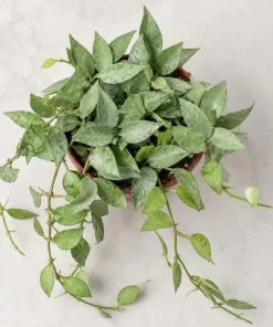 Hoya Lacunosa Mint Live Plant – 4-6 Inch Tall Mint Green Wax Plant for Indoors - Image 6
