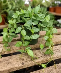 Hoya Lacunosa Mint Live Plant – 4-6 Inch Tall Mint Green Wax Plant for Indoors - Image 7
