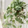 Hoya Lacunosa Mint Live Plant – 4-6 Inch Tall Mint Green Wax Plant for Indoors - Image 1