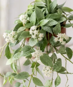 Hoya Lacunosa Mint Live Plant – 4-6 Inch Tall Mint Green Wax Plant for Indoors - Image 1