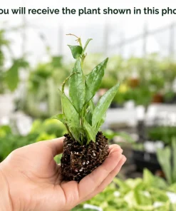 Hoya Lacunosa Mint Live Plant - Indoor Succulent, 4-8 Inch Tall - Image 2