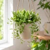 Hoya Lacunosa Mint Live Plant - Indoor Succulent, 4-8 Inch Tall - Image 1