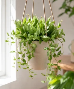 Hoya Lacunosa Mint Live Plant - Indoor Succulent, 4-8 Inch Tall - Image 1