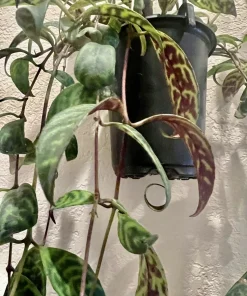 Hoya Live Plant – Medium Size Potted Houseplant – Indoor - Image 10