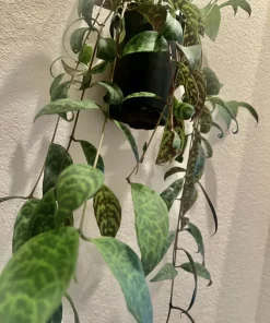 Hoya Live Plant – Medium Size Potted Houseplant – Indoor - Image 11