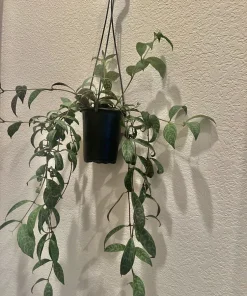 Hoya Live Plant – Medium Size Potted Houseplant – Indoor - Image 12