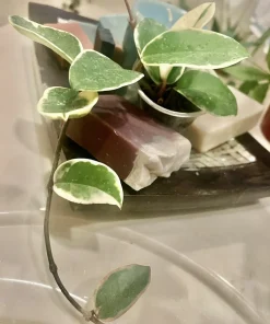 Hoya Live Plant – Medium Size Potted Houseplant – Indoor - Image 3