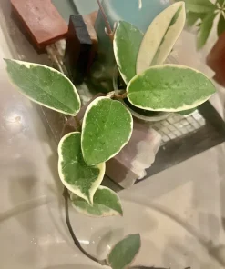 Hoya Live Plant – Medium Size Potted Houseplant – Indoor - Image 4