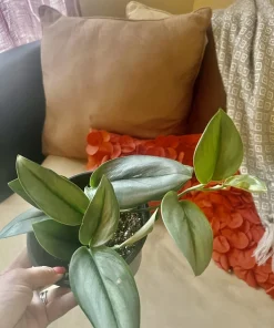 Hoya Live Plant – Medium Size Potted Houseplant – Indoor - Image 5