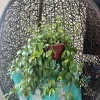 Hoya Live Plant – Rooted in Basket – Large Size Houseplant – Indoor - Image 1