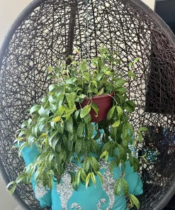 Hoya Live Plant – Rooted in Basket – Large Size Houseplant – Indoor - Image 1