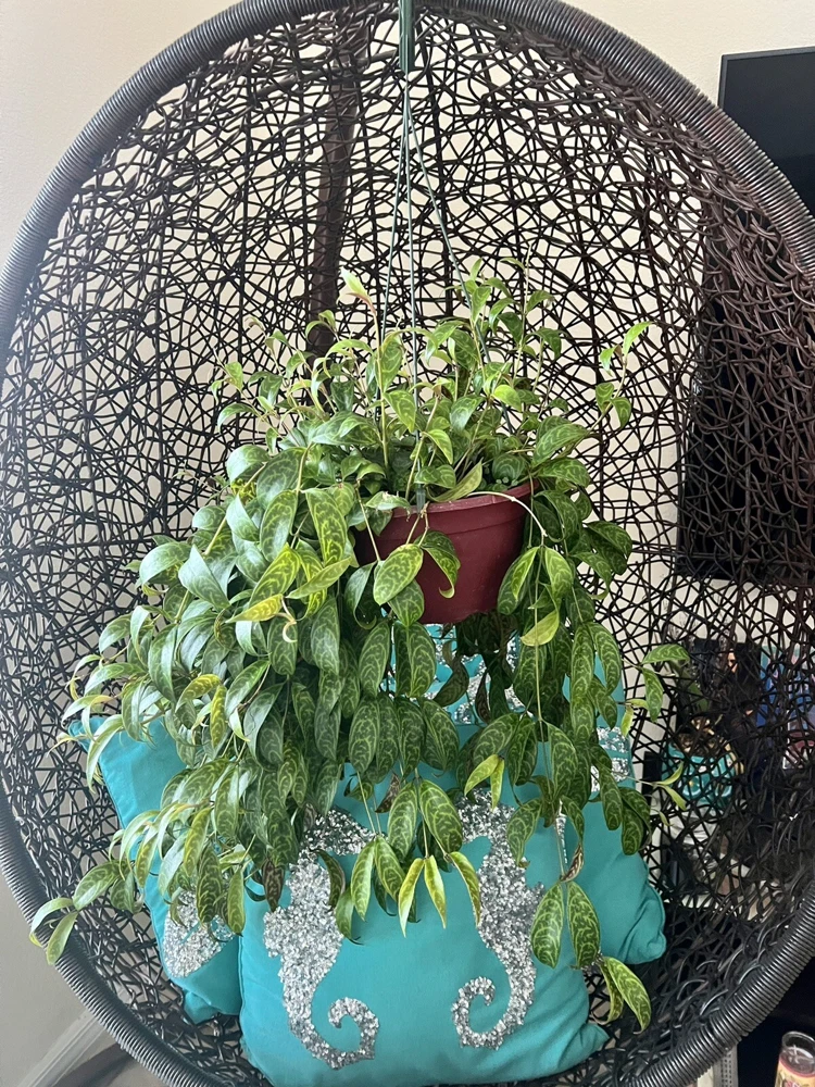 Hoya Live Plant – Rooted in Basket – Large Size Houseplant – Indoor - Image 1