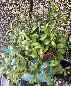 Hoya Live Plant – Rooted in Basket – Large Size Houseplant – Indoor - Image 2