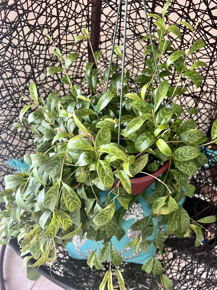 Hoya Live Plant – Rooted in Basket – Large Size Houseplant – Indoor - Image 2