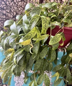 Hoya Live Plant – Rooted in Basket – Large Size Houseplant – Indoor - Image 3