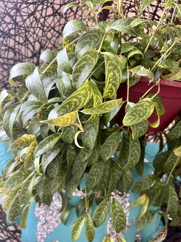 Hoya Live Plant – Rooted in Basket – Large Size Houseplant – Indoor - Image 3