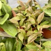 Hoya Live Plant - Wax Plant Variety - Indoor Houseplant - Image 1