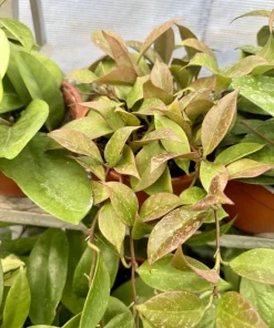 Hoya Live Plant - Wax Plant Variety - Indoor Houseplant - Image 1