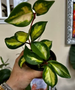 Hoya Live Plant with Pot - Indoor Wax Plant Houseplant - Image 2